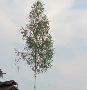 Maibaum